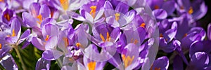 Banner, lila crocus in the garden, beautiful flowers