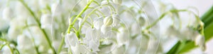 banner of Lily of the valley flowers. Natural background with blooming lilies of the valley lilies-of-the-valley