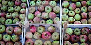 Banner. Lots of wooden crates that are full of homegrown apples in the fall. Picked apples after harvest stacked in a wooden crate