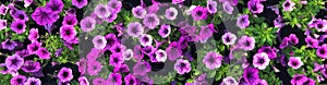 Banner with lovely carpet of bright pink fresh Petunia flowers with green leaves as floral background