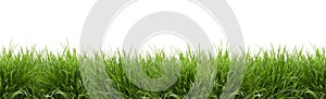 Banner - lush green grass isolated against white background