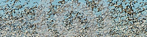 banner of migrating snow geese in flight