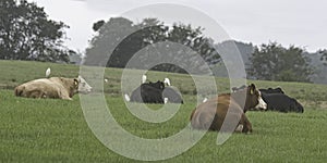 Banner of cattle herd lying on hillside