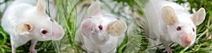 Banner mock up with three white albino laboratory mouse sitting in green dried grass, hay. Cute little rodent muzzles close up,