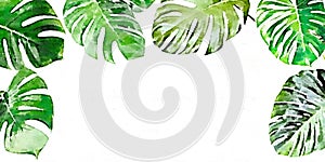 banner of monstera or ceriman leaves painted in watercolor, frame of tropical leaves in watercolor photo