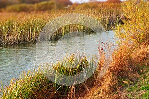 Banner natural autumn landscape river Bank dry grass reeds water nature Selective focus blurred background