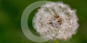 Banner, natural background green color with plant. White dandelion. Space for text. Selective focus