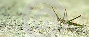BANNER Nature beauty real photo MACRO close Cone-headed eastern long grasshopper Acrida ungarica, locust Insects weird