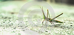 BANNER Nature beauty real photo MACRO close Cone-headed eastern long grasshopper Acrida ungarica, locust Insects weird