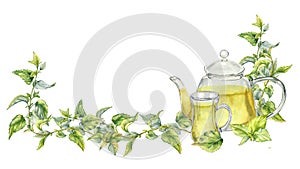 Banner with nettle medicine plant watercolor illustration isolated on white. Glass teapot with tea of herbal plants hand