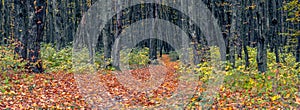 Banner. Panorama of autumn forest with a road covered with fallen leaves. Autumn in the forest