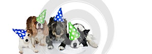 BANNER PET PARTY CELEBRATION. FUNNY GROUP OF FOUR DOGS WEARING POLKA DOT HAT DOR NEW YEAR, BIRTHDAY OR NEW YEAR. ISOLATED ON WHITE