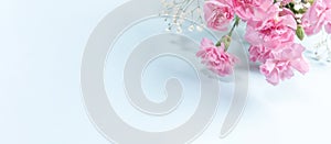 Banner with pink delicate carnations and gypsophila on light blue backdrop. Copy space.