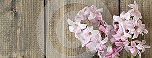 banner with pink flowers on a wooden table. pink hyacinth flowers on wooden background. Spring coming concept. Spring or