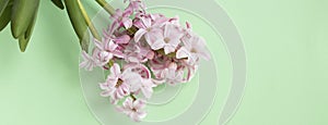 Banner with pink hyacinth flowers on pastel green colors with space for your text. Spring coming concept. Spring or summer