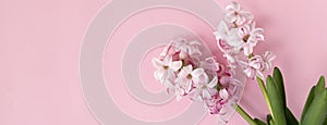 banner with pink hyacinth flowers on pastel ink colors. Spring coming concept. Spring or summer background.