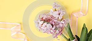 banner with pink hyacinth flowers on pastel yellow colors with pink ribbon. Spring coming concept. Spring or summer