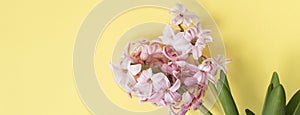 banner with pink hyacinth flowers on pastel yellow colors. Spring coming concept. Spring or summer background.