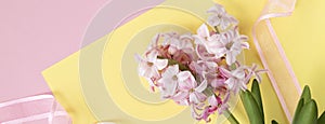 Banner with pink hyacinth flowers on pastel yellow and pink colors with pink ribbon. Spring coming concept. Spring or summer