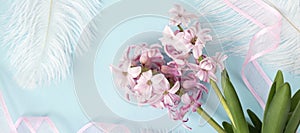 banner with pink hyacinth flowers with white feathers on pastel blue or cyan colors with pink ribbon. Spring coming