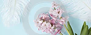 Banner with pink hyacinth flowers with white feathers on pastel blue or cyan colors with space for your text. Spring coming