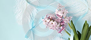banner with pink hyacinth flowers with white feathers on pastel blue or cyan colors. Spring coming concept. Spring or