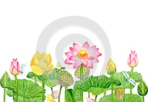 Banner with pink yellow buds lotus flowers and green leaves. Flying dragonflies. Hand-drawn watercolor illustration