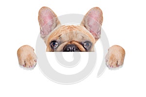 Banner placard dog