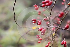 Banner for poetic nature with dewy red berries, hawthorn food