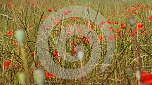Banner Poppy meadow in the light of the setting sun, poppy and cornflower