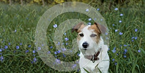 BANNER OF A PORTRAIT CUTE JACK RUSSELL DOG SITTING IN A VIOLET F