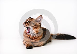 Banner with pretty cute kitten on white background with copy space. Tabby cat. Funny pets. Surprise, shock, open mouth