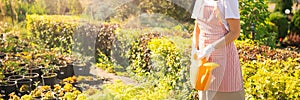 Banner Professional gardener woman performs watering of hedge in garden, summer sunlight