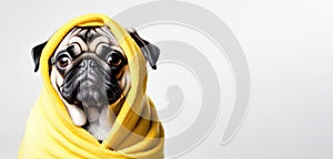 Banner Closeup of pug in yellow towel on light background drying off after shower with space for text. Grooming, dog