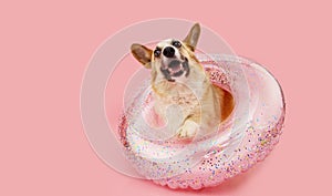 Banner puppy dog summer. Corgi inside of a infltable ring. Isolated on pink pastel background