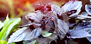 Banner with purple basil leaves  with delicate lilac blooms on farm vegetable organic bed. Background at sunset, boke, flash, sun