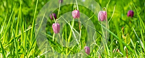 Banner purple Snake's head fritillary