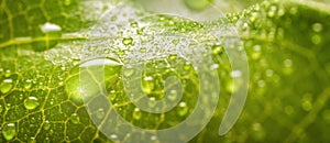 Banner of Rain drops of transparent rain water on a green leaf macro