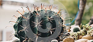 BANNER Real nature beauty background. Close-up Dark green spheric cactus prickly sharp yellow needle. Large Echinocactus