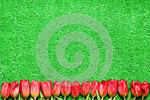 Banner with red fresh tulip flowers on spring green grass lawn background with copy space. Holiday, Womens day, Mothers day,