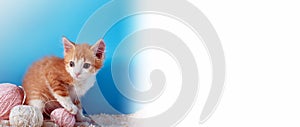 Banner with a red-haired little kitten. White background with a copy space. billboard for a veterinary clinic or pet