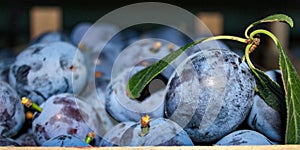 Banner of ripe plums in a wooden crate. In focus one plum with leaves photo