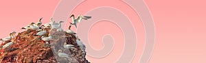 Banner with a rookery of beautiful North Atlantic gannet birds at small rock island at rosy sunset sky gradient background with