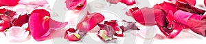 Banner of Rose flowers petals on white background. Valentines day background. Flat lay, top view, copy space