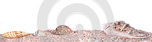 Banner of seachells on pink sand in panoramic size