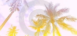 The banner season of colors with a tropical in Summer of Palm Trees Vintage - cloud sky summer tropical summer image background