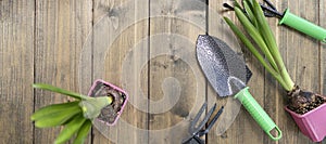 banner with shovel, green seedlings, hoe and rake on a wooden background. backyard vegetable garden planting concept