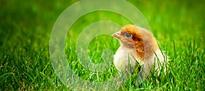 Banner show baby easter and newborn chicken