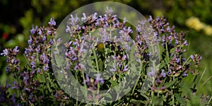 Banner size imagew of purple sage plant blooming in early spring
