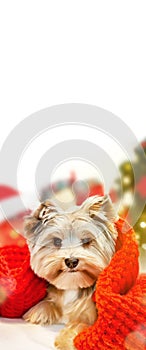 Banner of small dog puppy yorkshire terrier with cute expression at Christmas. Gifts and Christmas tree in background.